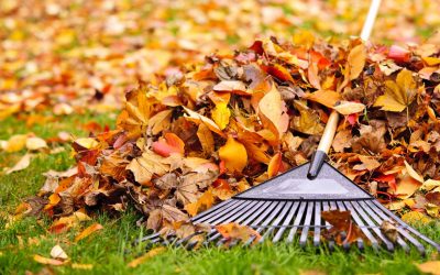 Leaf Raking Services