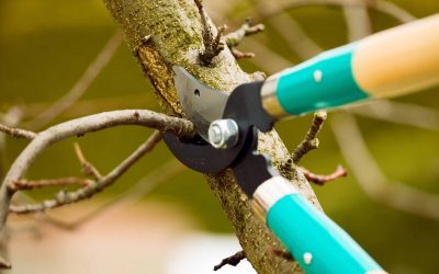 Tree trimming