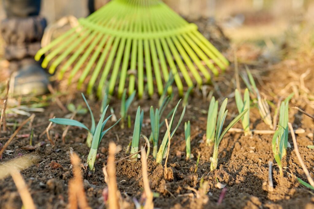 Spring Clean-up